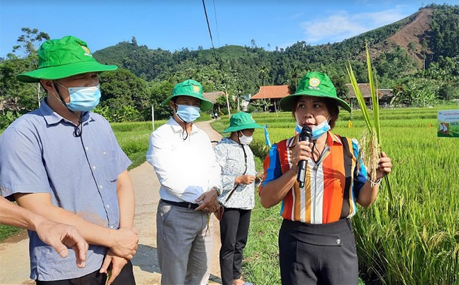 Cán bộ Trung tâm Dịch vụ Hỗ trợ phát triển nông nghiệp huyện Lục Yên đánh giá kết quả mô hình trồng giống lúa thuần HANA6 tại xã Mường Lai. Ảnh: baoyen bai.com.vn