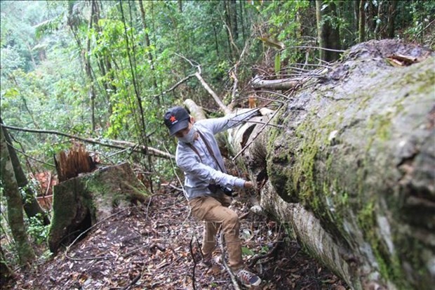 Lâm Đồng khẩn trương điều tra, xử lý nghiêm các vụ vi phạm về quản lý bảo vệ rừng