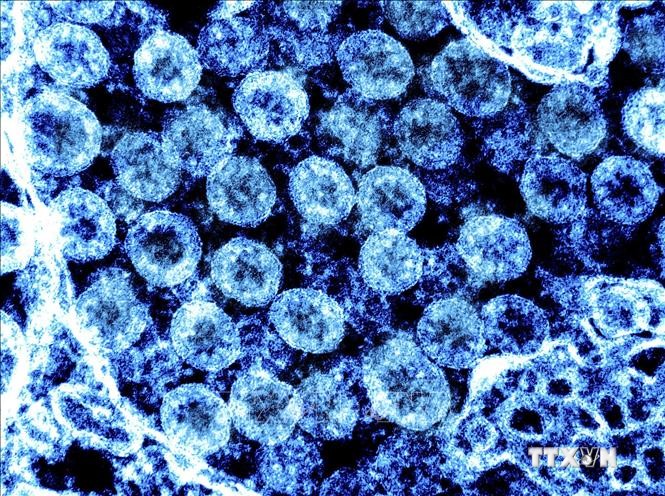 Virus SARS-CoV-2 và những điều cần biết về vaccine, sự suy giảm kháng thể và bộ nhớ hệ miễn dịch
