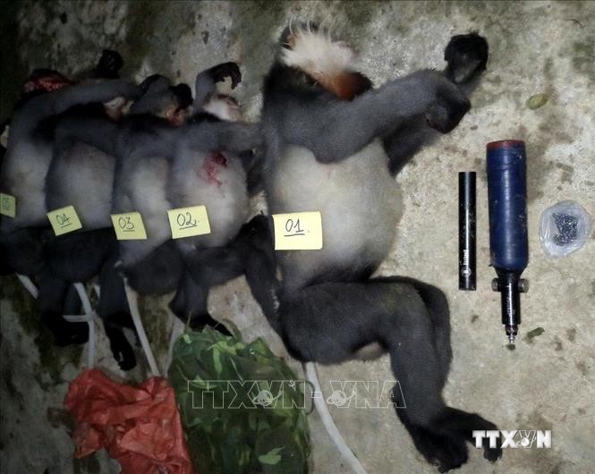 Điều tra các đối tượng dùng súng tự chế bắn chết 5 cá thể voọc chà vá chân xám ở Quảng Ngãi