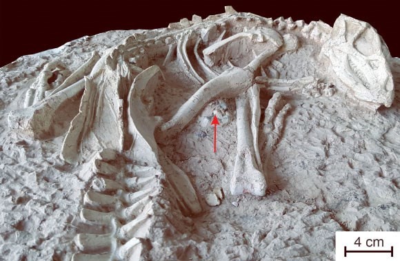 Phát hiện hóa thạch khủng long con quý hiếm tại Khu tự trị Nội Mông, Trung Quốc