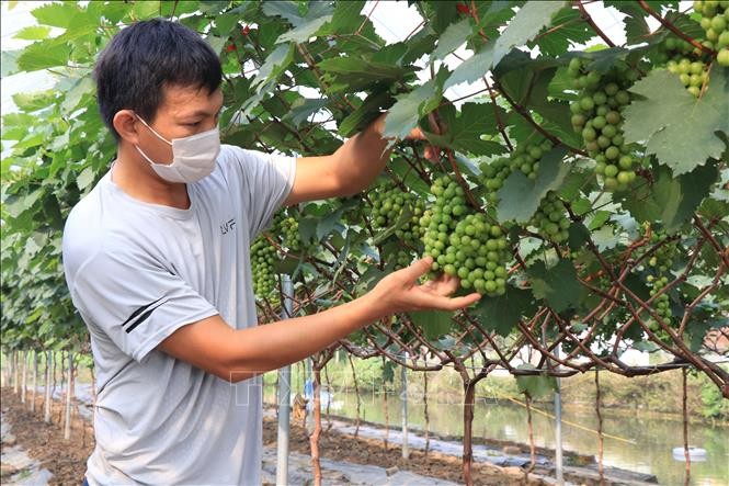Trồng nho - hướng đi mới cho nông dân Bắc Ninh