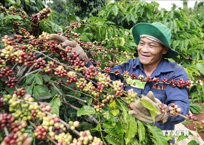 Nâng chất cho cà phê, hạt tiêu đáp ứng tốt thị trường xuất khẩu