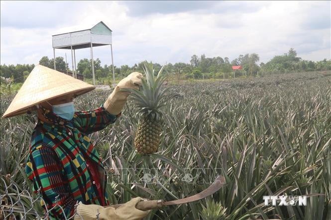 Gắn kết sản xuất và tiêu thụ cho sản phẩm dứa huyện Tuy Phước