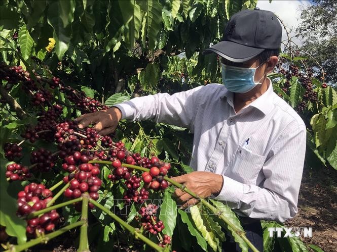 Giải quyết tình trạng thiếu lao động hái cà phê tại Kon Tum