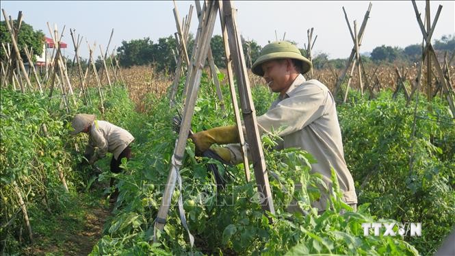 Nông dân thôn Giao Ngay, xã Thống Nhất, thành phố Lào Cai gia cố dàn cà chua tại vườn nhà. Ảnh: Hương Thu-TTXVN