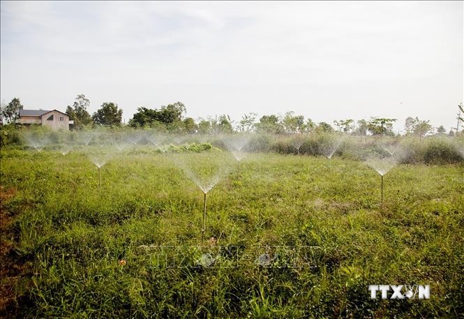 Mô hình trồng cây đậu biếc - sản phẩm nông nghiệp thân thiện với môi trường của anh Nguyễn Vũ Linh ở ấp Cản Đất, xã Mỹ Thuận, huyện Hòn Đất (Kiên Giang). Ảnh: TTXVN