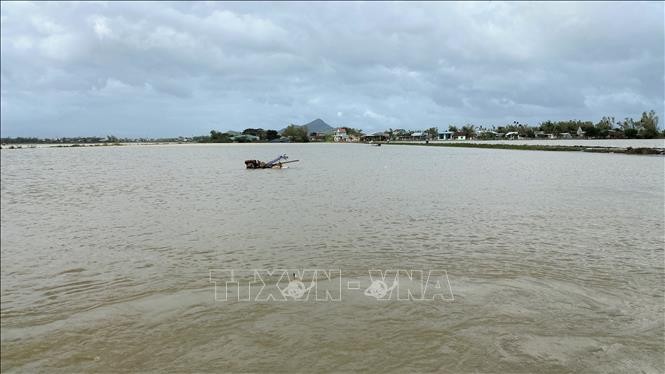 Hàng nghìn hecta lúa Đông Xuân tại Bình Định bị ngập úng