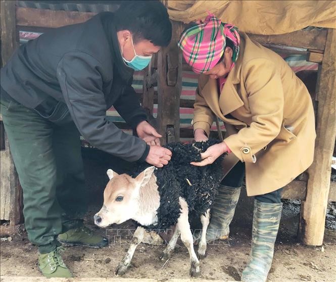 Cao Bằng: Bảo vệ đàn gia súc trước thời tiết giá lạnh