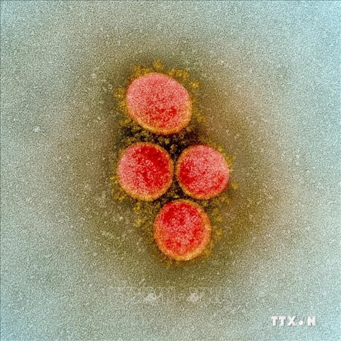 Biến chủng Omicron không thể né tránh phản ứng miễn dịch của các tế bào T