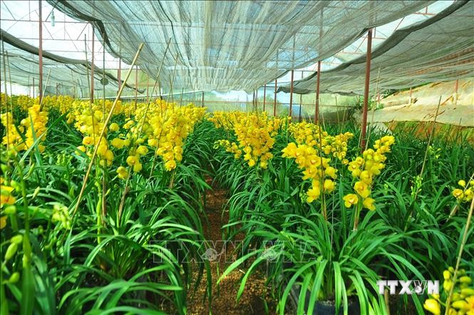70% hoa địa lan tại Đà Lạt nở sớm khiến nông dân lo lắng
