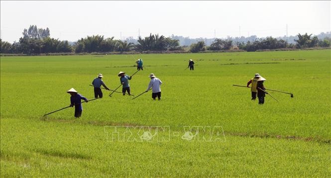 Dự án VnSAT sản xuất lúa vụ Đông Xuân 2019 - 2020 ở huyện Gò Quao (Kiên Giang). Ảnh: Lê Huy Hải - TTXVN