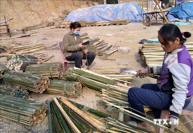 Người trồng luồng, vầu ở huyện Quan Sơn khó khăn khi giá xuống