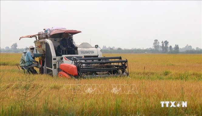Kinh tế tập thể góp phần làm thay đổi cơ cấu sản xuất nông nghiệp Kiên Giang