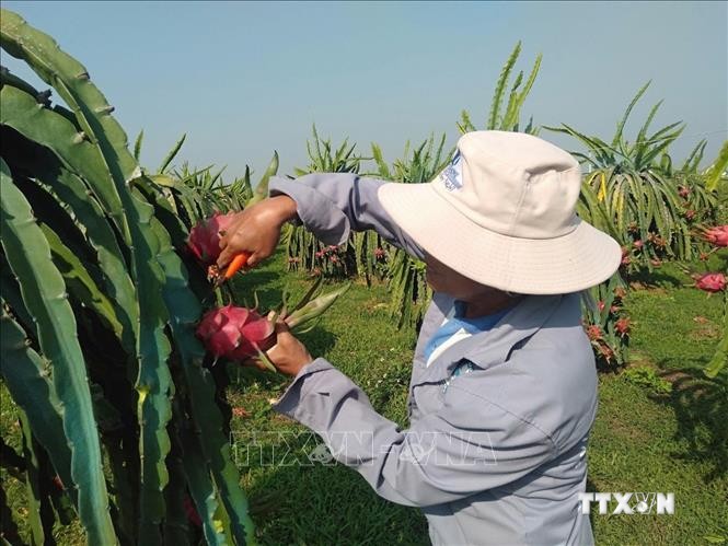 Diện tích thanh long Bình Thuận giảm gần 1.000 ha