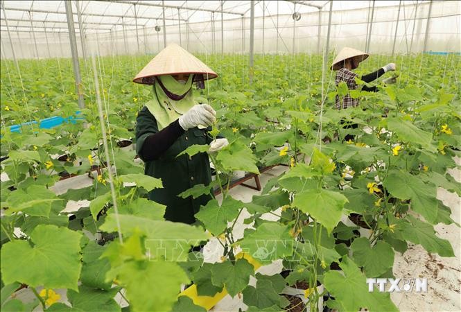 Bộ trưởng Lê Minh Hoan: Hợp tác xã là để tạo giá trị cho nông sản 