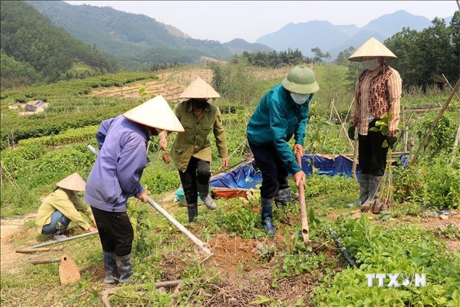 Quảng Ninh đặt mục tiêu trồng 2.500 ha lim, giổi, lát