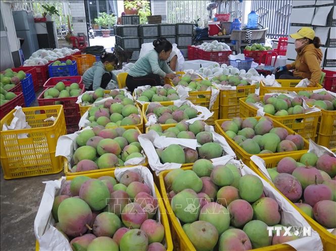 Xoài Úc được vựa xoài ở huyện Cam Lâm thu mua chỉ với giá 6.000 đ/ kg. Ảnh: Phan Sáu - TTXVN