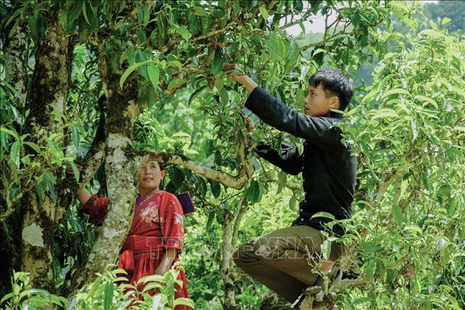 Bà con dân tộc Mông ở Sín Chải thường thu hoạch chè trong khoảng thời gian từ tháng 3 đến hết tháng 10 hằng năm. Ảnh: Xuân Tư - TTXVN