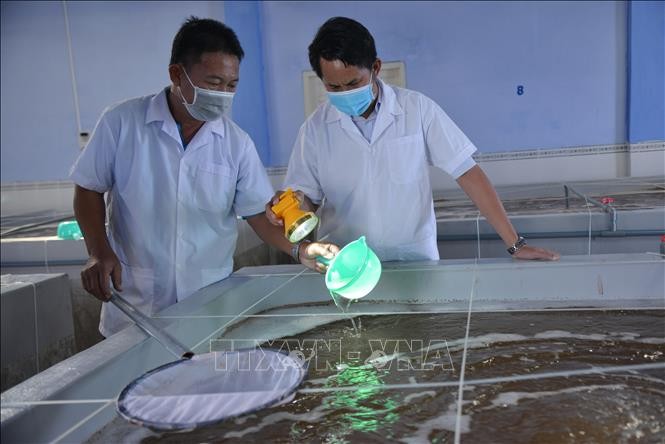 Trang trại sản xuất tôm giống theo công nghệ cao của Công ty cổ phần đầu tư S.6 (xã Tri Hải, huyện Ninh Hải). Ảnh: Nguyễn Thành – TTXVN