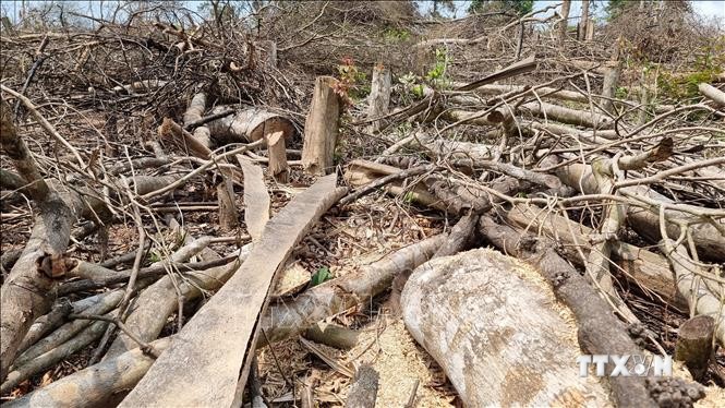 Nhiều diện tích rừng bị phá tại xã Đakrông. Ảnh: TTXVN phát