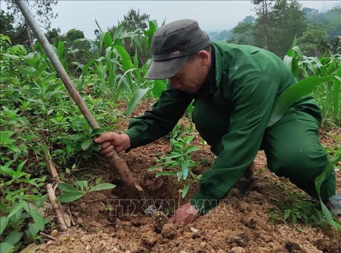 Tiềm năng phát triển kinh tế rừng ở Cao Bằng vẫn còn bỏ ngỏ