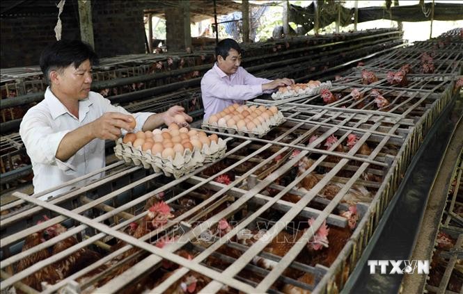 Nhờ vốn vay ưu đãi, gia đình ông Trần Văn Đức ở thôn An Tân, xã Đại Hưng, huyện Đại Lộc có điều kiện cải tạo ao nuôi cá, gà đẻ, mỗi năm thu hàng trăm triệu đồng. Ảnh: TTXVN