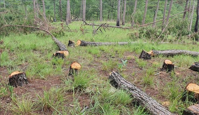 Lâm Đồng điều tra đối tượng gây ra vụ phá rừng quy mô lớn