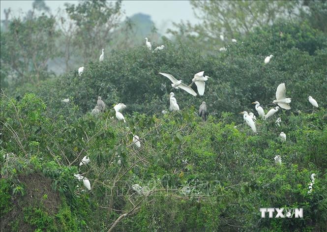 Cấp bách bảo tồn các loài chim hoang dã tại Việt Nam