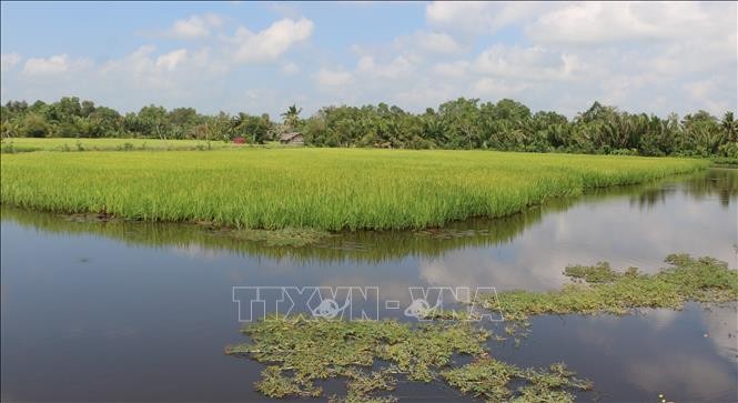 Phát triển kinh tế vùng Đồng bằng sông Cửu Long: Xây dựng thương hiệu lúa thơm, tôm sạch