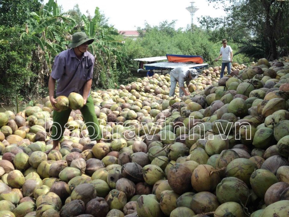 Giá dừa khô giảm mạnh, nông dân Trà Vinh không còn mặn mà