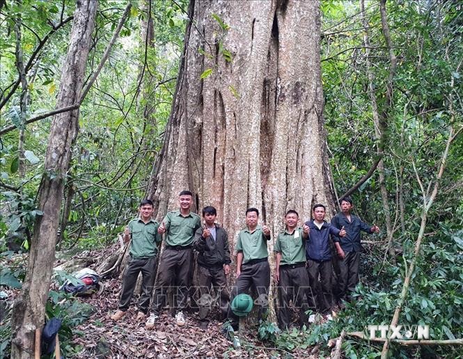 Công nhận quần thể cổ thụ rừng Nam Tây Nguyên là Cây di sản Việt Nam