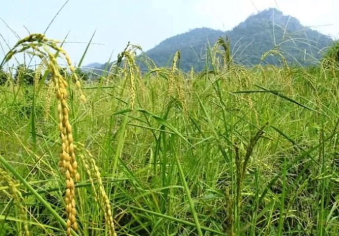Trung Quốc phát hiện gene nâng cao khả năng chịu hạn ở cây lúa