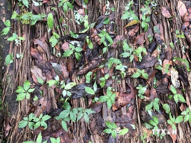 Phòng trừ nấm bệnh gây hại trên cây sâm Ngọc Linh