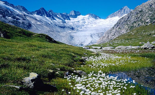 Tuyết trên đỉnh Alps biểu tượng đang nhường chỗ cho cây xanh