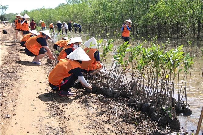 Trà Vinh khởi động Dự án phục hồi rừng ngập mặn 