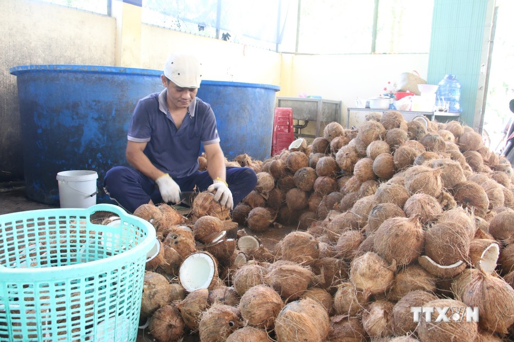 Hợp tác xã Nông nghiệp Thới Thạnh, huyện Thạnh Phú cung ứng cho Công ty chế biến dừa Lương Quới 100.000 trái dừa hữu cơ mỗi tháng để chế biến xuất khẩu. Ảnh Công Trí-TTXVN
