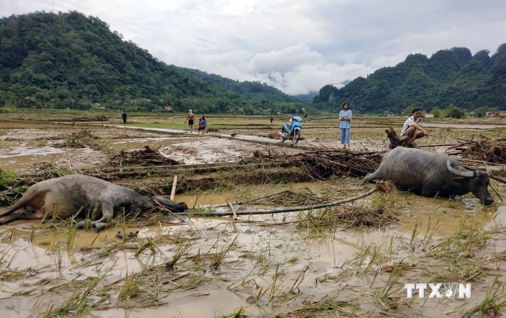 Mưa lớn gây nhiều thiệt hại tại huyện vùng cao Lâm Bình, Tuyên Quang