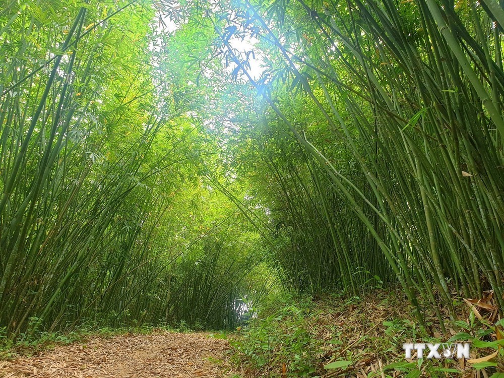 Hơn 938 ha rừng lùng do 212 nhóm hộ dân tại xã Đồng Văn, huyện Quế Phong (Nghệ An) quản lý và khai thác đón nhận chứng chỉ FSC. Ảnh: Tá Chuyên - TTXVN