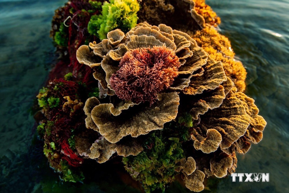 Vẻ đẹp của những rạn san hô hình thành trên trầm tích núi lửa Hòn Yến 