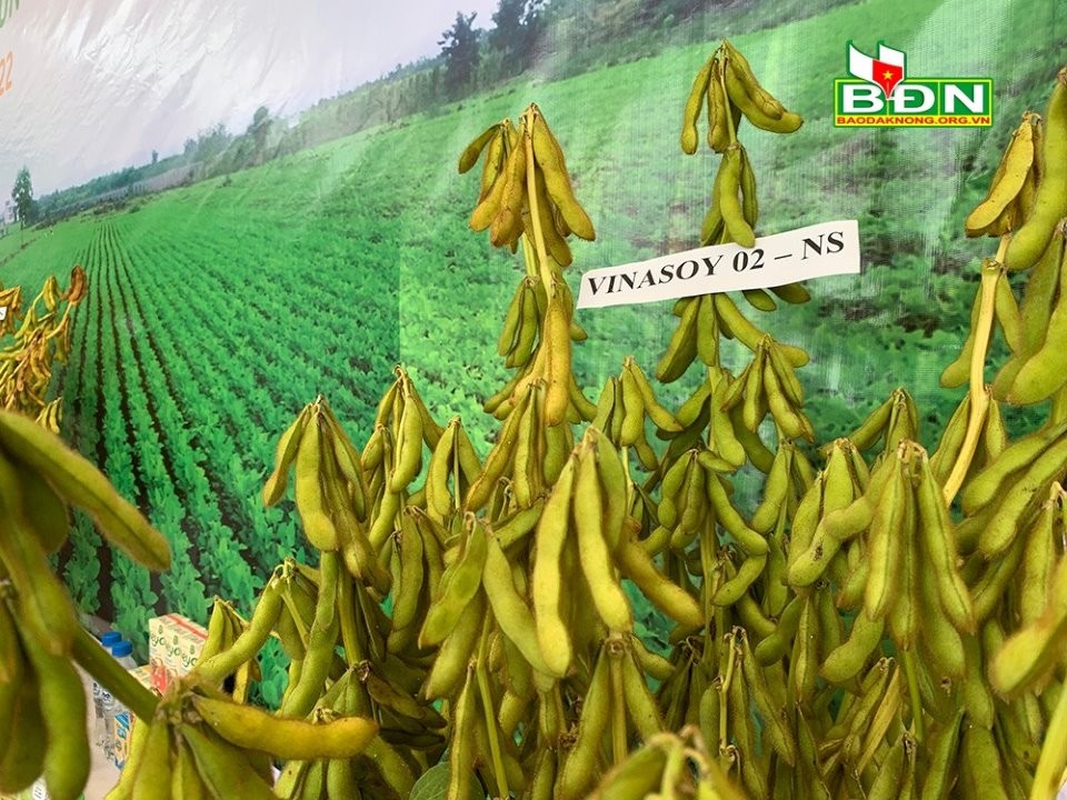Giống đậu nành Vinasoy 02-NS cho năng suất 2,5-3 tấn/ha. Nguồn: baodaknong.org.vn