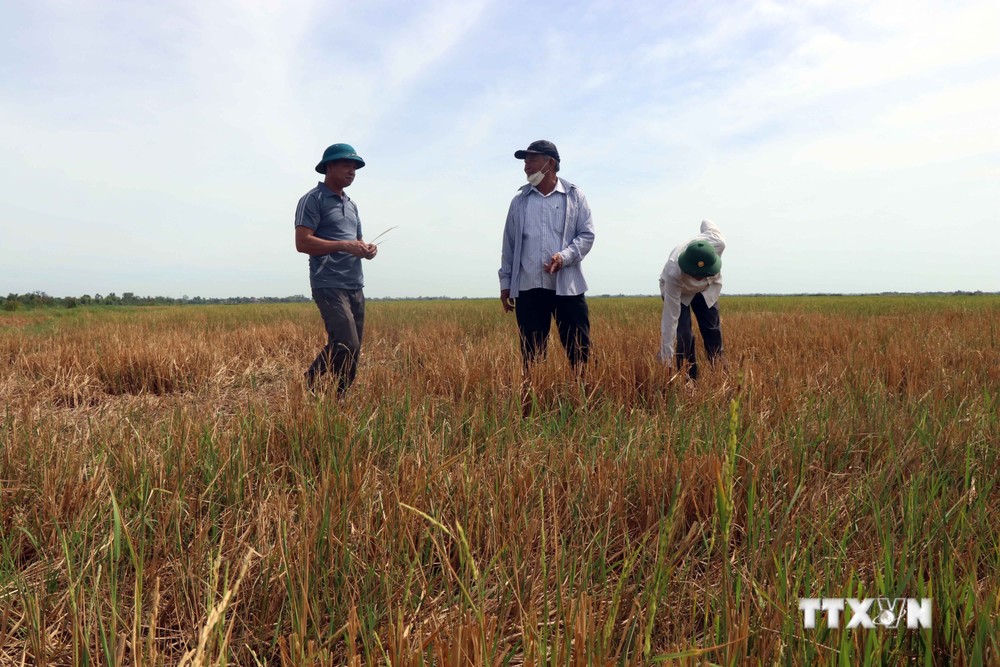 Thừa Thiên - Huế có hàng trăm ha đất trồng lúa bị bỏ hoang trong vụ Hè Thu 2022