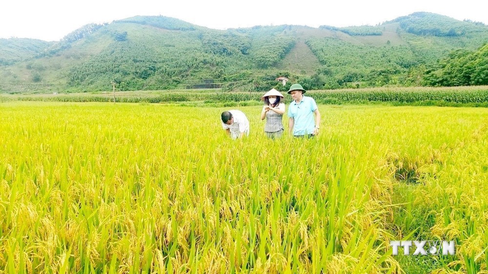 Mở hướng mới trong canh tác giống lúa chất lượng cao ở huyện Văn Yên