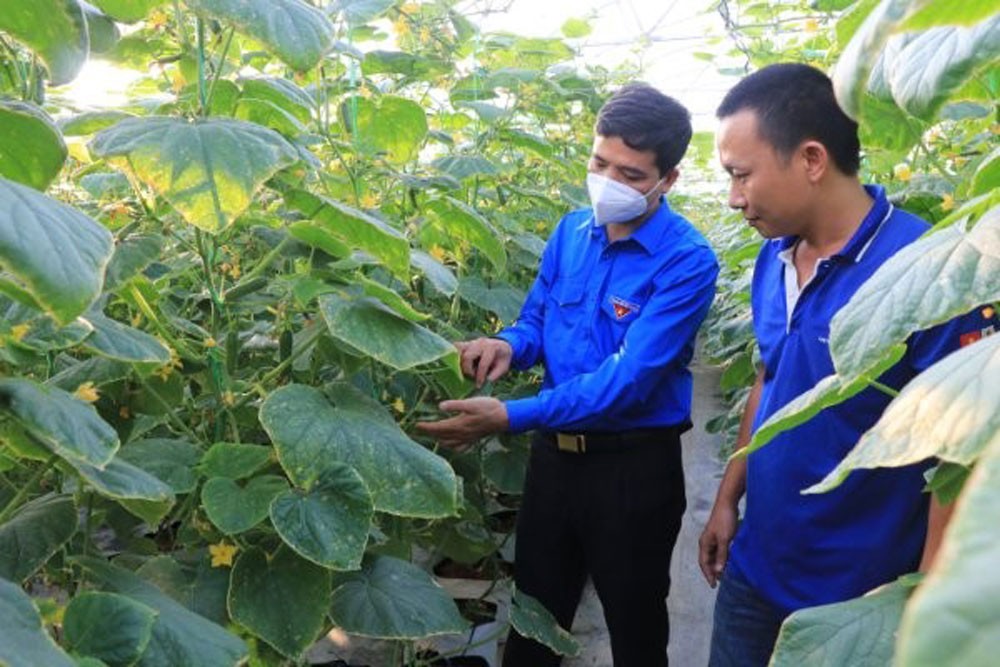 Anh Bùi Xuân Quế khởi nghiệp từ nông nghiệp công nghệ cao