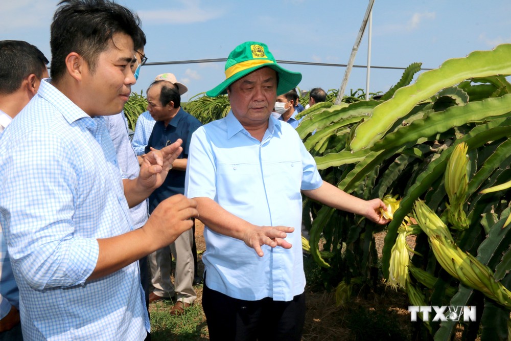 Bộ trưởng Bộ NN và PTNT Lê Minh Hoan (bên phải) kiểm tra việc trồng thanh long tại Trang trại Nông nghiệp công nghệ cao Bình An, huyện Hàm Thuận Nam, tỉnh Bình Thuận. Ảnh: Nguyễn Thanh - TTXVN