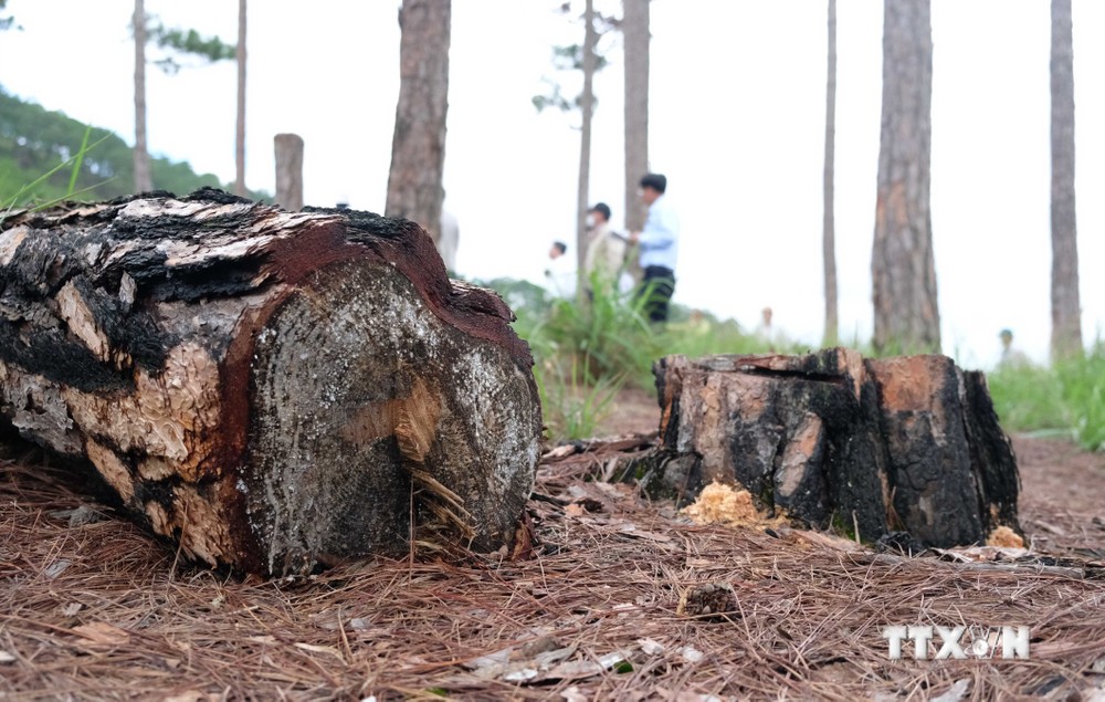 Vụ phá rừng thông quy mô lớn tại Đà Lạt: Khởi tố, bắt tạm giam 3 bị can