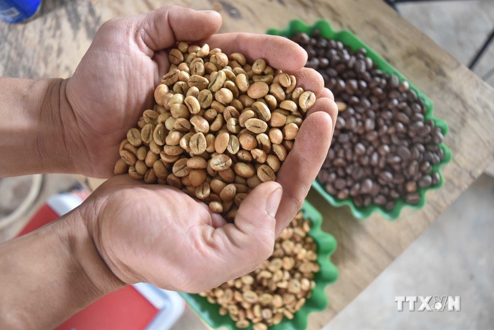Đắk Nông định hướng phát triển 2.000 ha cà phê đặc sản