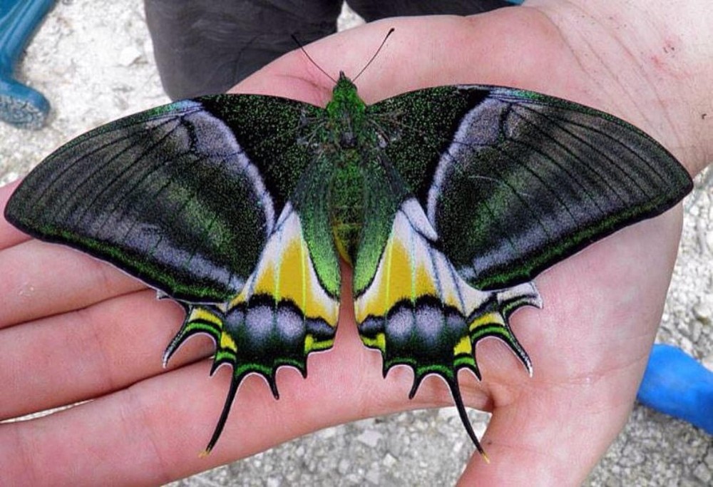Sinh sản nhân tạo thành công loài bướm hiếm nhất thế giới 