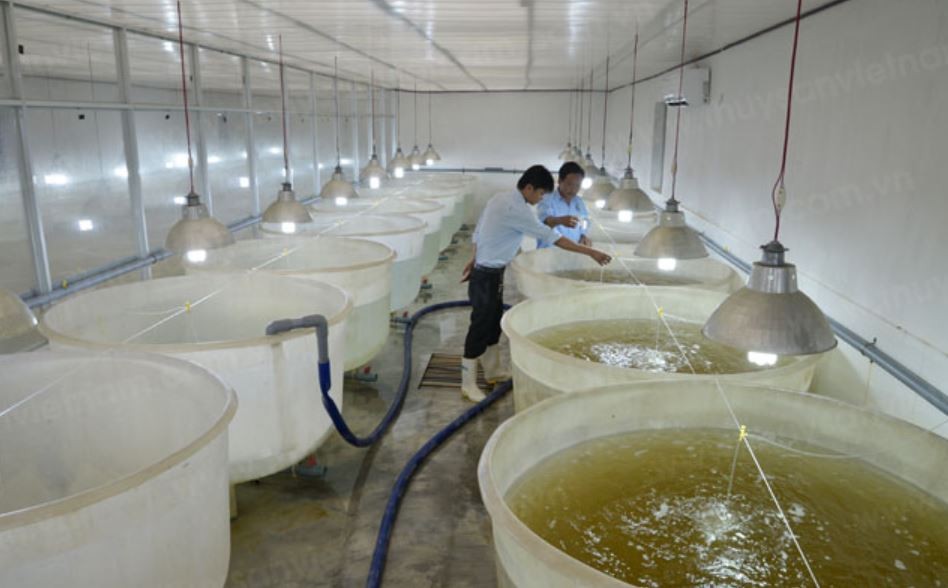 Hiệu quả từ ấp trứng bằng bình vây trong sản xuất cá chép giống