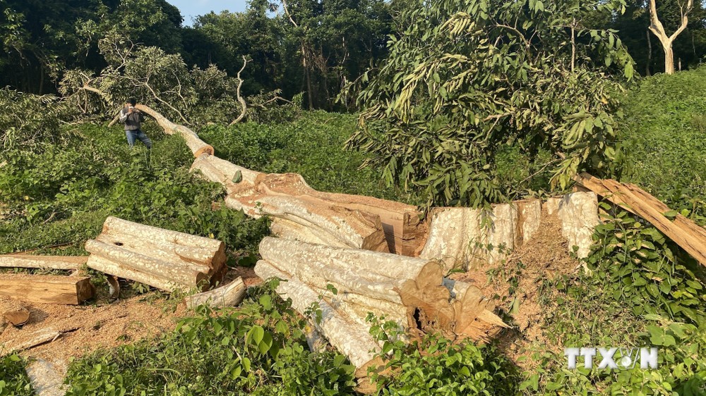 Phản hồi thông tin của TTXVN: Điều tra, làm rõ các vụ phá rừng tại huyện Sơn Hòa, Phú Yên
